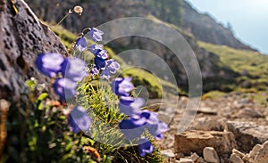 Wonderful Spring flowers at Tre Cime di Lavaredo National park under sunlit. Awesome Alpine highlands in sunny day. Amazing Summer