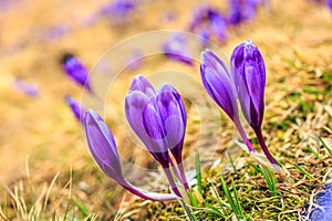 Wonderful spring view of Alpine crocuses blossom in the mountains of the Carpathians on top of the mountain. Fresh beautiful