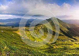 Wonderful springtime landscape in mountains at sunrise. Grassy slopes and forested hills illuminated with morning sunshine. Wild s