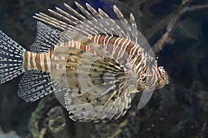 Wonderful Striping on a Zebrafish Swimming Under Water photo