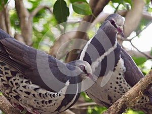 Wonderful stylish plump Wonga Pigeons.