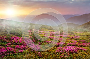 wonderful summer  blossom flowers, summer mountains scenery, stunning summer dawn landscape, amazing blooming pink rhododendron fl