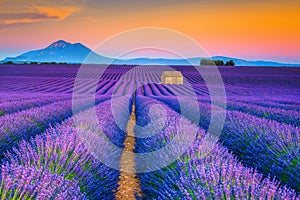 Wonderful summer landscape with lavender fields in Provence, Valensole, France