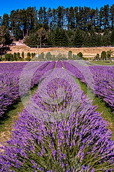 Wonderful summer landscape with lavender fields in Provence, Valensole, France