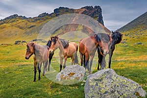Wonderful summer scene of green pasture with developed from ponies - Icelandic horses.