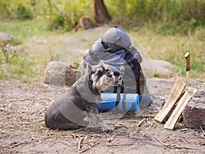 A beautiful miniature schnauzer lies near a prepared fire. Summer trip to nature with a dog. Summer trip.