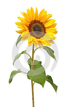 Wonderful Sunflower Helianthus annuus isolated on white background.