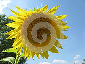 Wonderful Sunflower summer day.