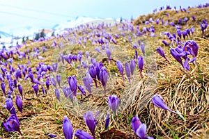 Wonderful Sunny landscape with Purple Flowers Crocus on the meadow. Majestic Mountain on the background. Awesome alpine