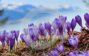 Wonderful Sunny landscape with Purple Flowers Crocus on the meadow. Majestic Mountain on the background. Awesome alpine highlands