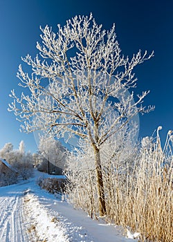 a wonderful sunny winter day, trees covered with white frost and grass stalks in the fields, a charming white winter fairy tale