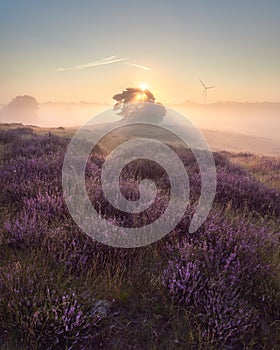 A wonderful sunrise on the misty moor. Westruper Heide nature reserve in the German town of Haltern am See. Landscape photography