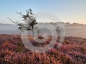 A wonderful sunrise on the misty moor. Westruper Heide nature reserve in the German town of Haltern am See. Landscape photography