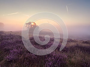 A wonderful sunrise on the misty moor. Westruper Heide nature reserve in the German town of Haltern am See. Landscape photography