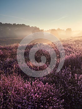 A wonderful sunrise on the misty moor. Westruper Heide nature reserve in the German town of Haltern am See. Landscape photography