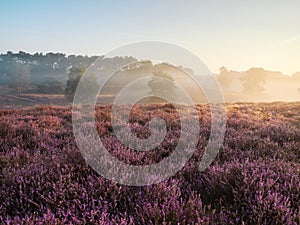 A wonderful sunrise on the misty moor. Westruper Heide nature reserve in the German town of Haltern am See. Landscape photography