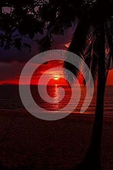 A wonderful sunset on a beautiful island coconut tree on the background of the sea