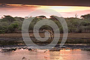 Wonderful sunset, Kruger national park, SOUTH AFRICA