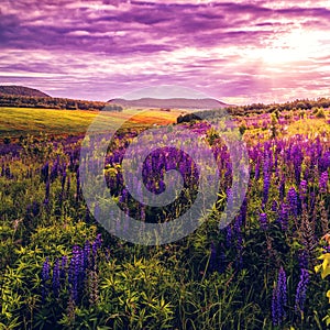 Wonderful sunset. lupine flower in meadow in summertime. retro vintage stule