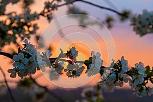 Wonderful sunset on a spring evening in April on the Dutch and Belgium border between Maastricht and Vroenhoeven