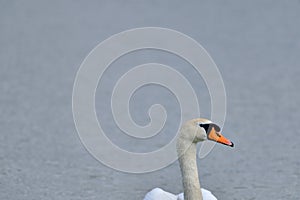 a wonderful swan on a pond