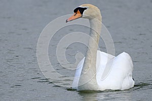 a wonderful swan on a pond