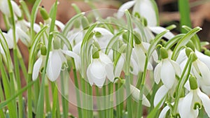 Wonderful tender spring white snowdrops blooming on the lawn view close up