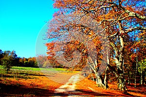 Wonderful trail passing between green meadow and beech trees with autumn leaves in Canfaito park