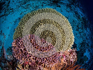 Wonderful tropical coral reef