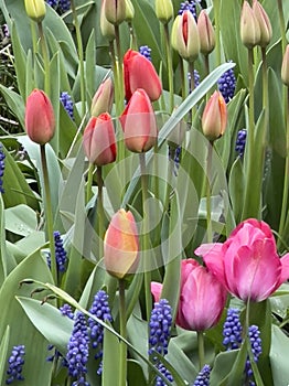 Wonderful Tulips in full bloom