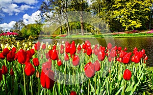 Wonderful tulips spectacle at the Keukenhof Gardens.