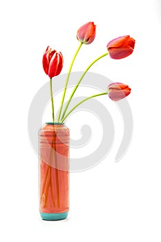 Wonderful Tulips on white background