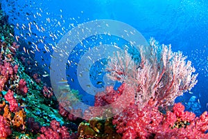Wonderful underwater and corals and fish. photo