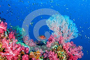 Wonderful underwater scubadiving Underwater seascape.