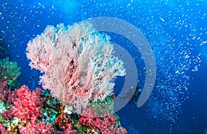 Wonderful underwater and seafan. photo