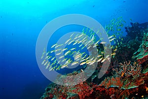 Wonderful underwater Similan,North Andaman Sea Thailand.