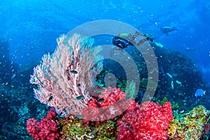 Wonderful underwater and vibrant colors of corals and Scuba Diver backdrop. photo