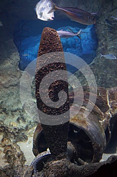 Wonderful underwater world of algae, corrals and fish. Qawra, Malta