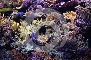 Wonderful underwater world with corals and fish in singapore