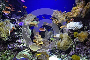 Wonderful underwater world with corals and fish in singapore