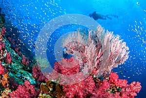 Wonderful underwater world Similan,North Andaman Sea Thailand.