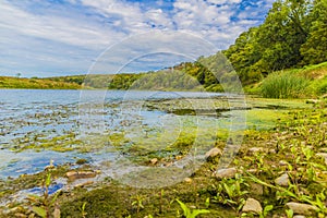 Wonderful view of the shore with moss and frog spawn from the river Maas