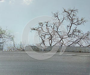 Wonderful View of Trees at Mount Abu, Rajasthan, India