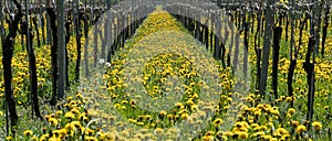 Wonderful view of vineyards in spring with yellow flowers and endless rows of vines
