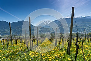 Wonderful view of vineyards in spring with yellow flowers and endless rows of vines