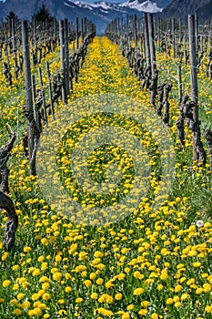 Wonderful view of vineyards in spring with yellow flowers and endless rows of vines