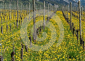 Wonderful view of vineyards in spring with yellow flowers and endless rows of vines