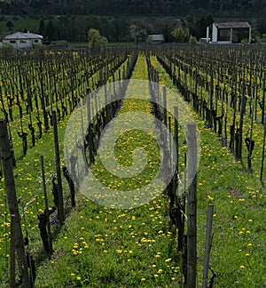 Wonderful view of vineyards in spring with yellow and purple flowers