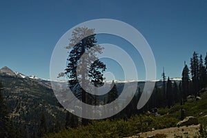 Wonderful Views Of A Forest From The Highest Part Of One Of The Mountains Of Yosemite National Park. Nature Travel Holidays.