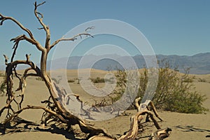 Wonderful Views Of The Mohave Desert Dry Trunk. The Lowest Place Below The Sea Level. Gigantic Salt Lagoons. Travel holydays Geolo